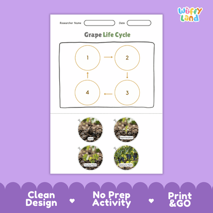 Grape Life Cycle Poster and Cut and Paste Worksheet Activity