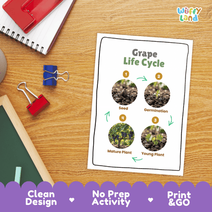 Grape Life Cycle Poster and Cut and Paste Worksheet Activity