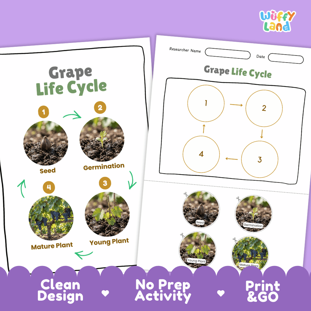 Grape Life Cycle Poster and Cut and Paste Worksheet Activity