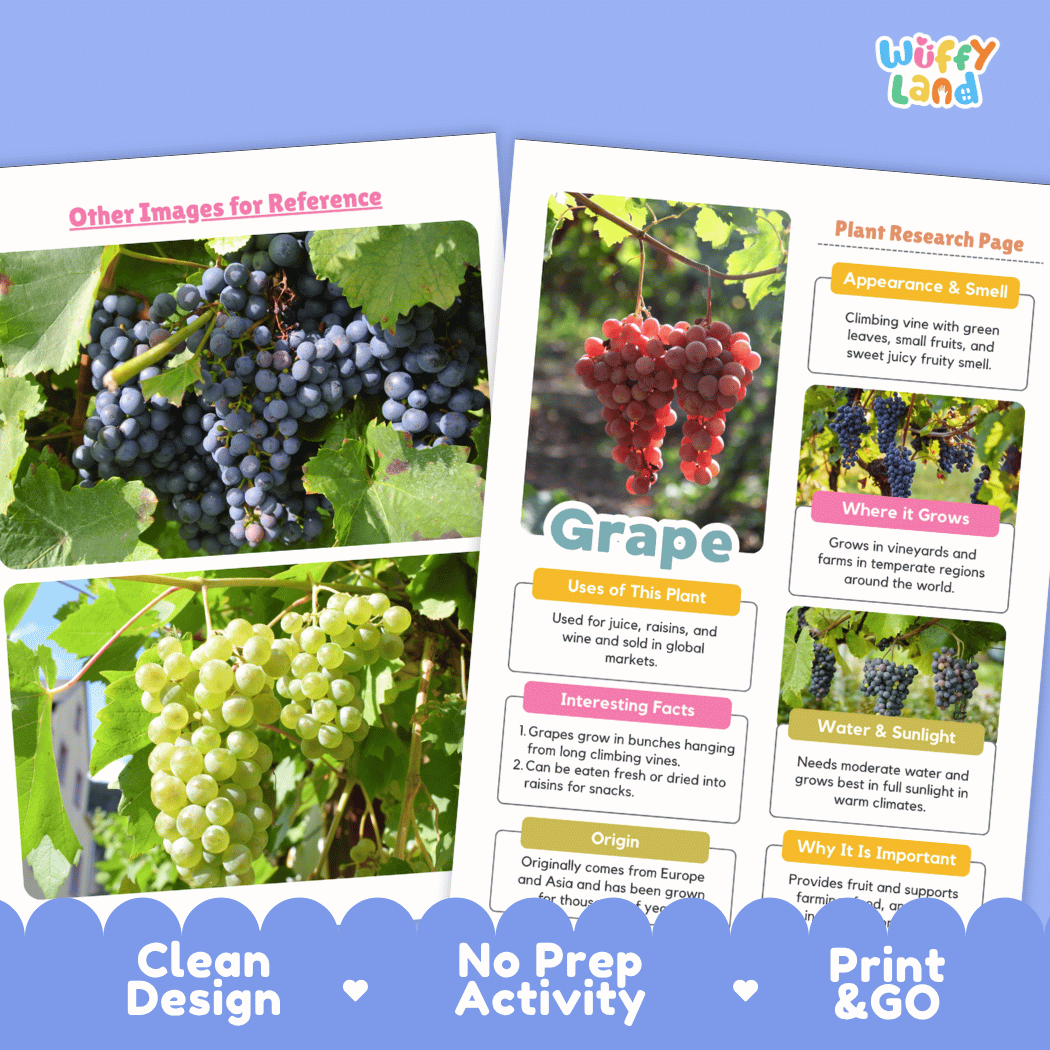 Grape Plant Research Page Worksheets and Fact Sheet
