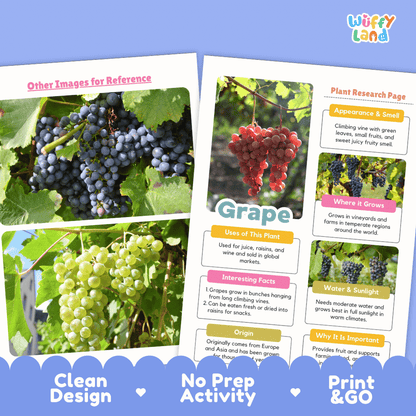 Grape Plant Research Page Worksheets and Fact Sheet