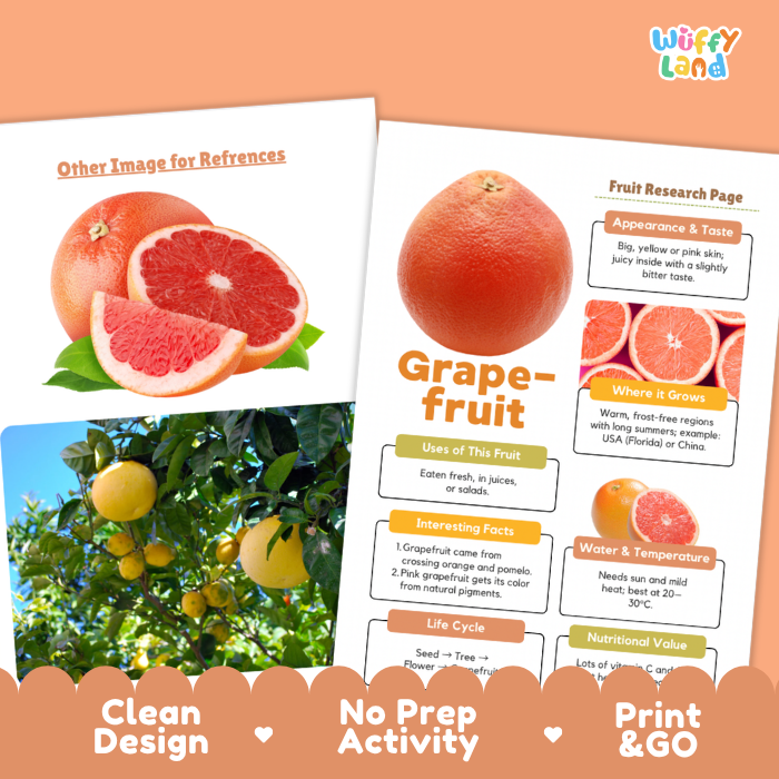 Grapefruit Fruit Research Page Worksheets and Fact Sheet