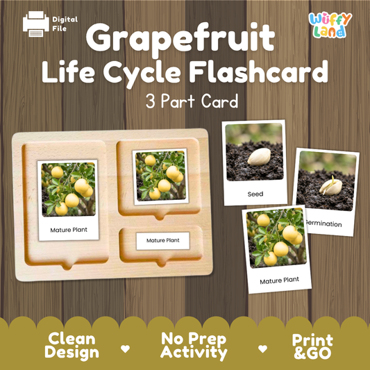 Montessori three-part cards featuring real photographs of grapefruit tree growth stages including mature plant, young plant, and germination 🗂️🏷️