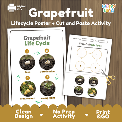 Grapefruit Life Cycle Poster and Cut and Paste Worksheet Activity