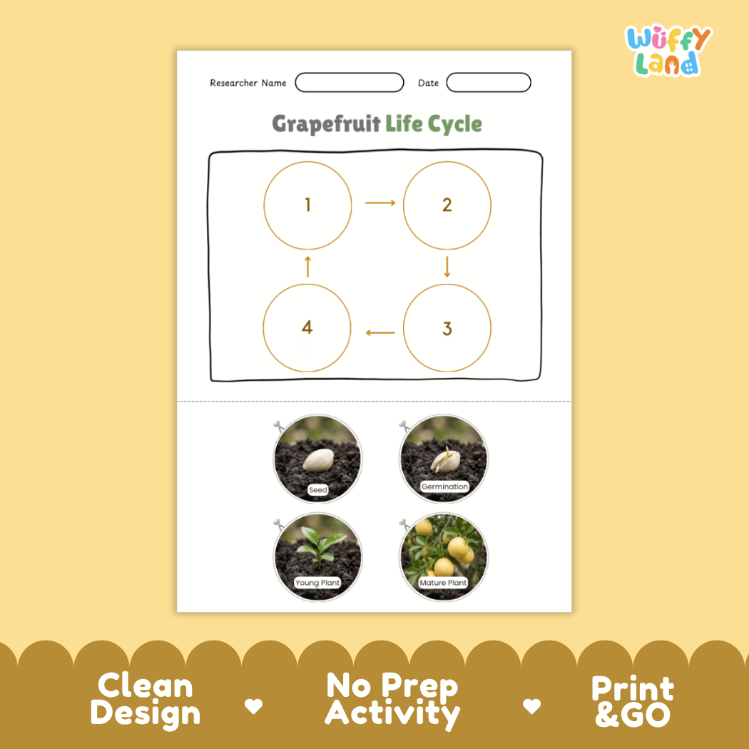 Grapefruit Life Cycle Poster and Cut and Paste Worksheet Activity