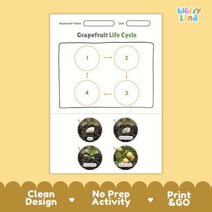 Grapefruit Life Cycle Poster and Cut and Paste Worksheet Activity