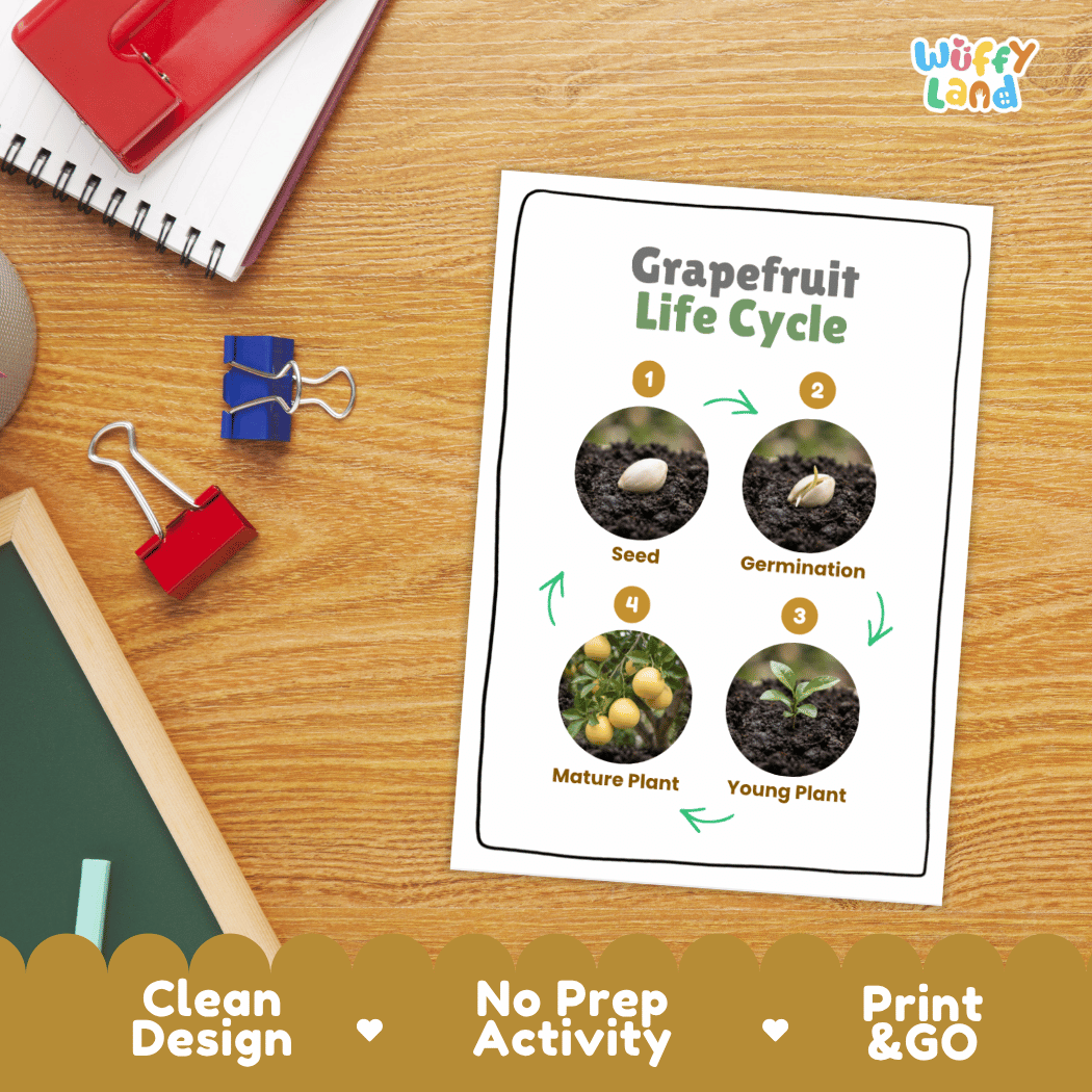 Grapefruit Life Cycle Poster and Cut and Paste Worksheet Activity
