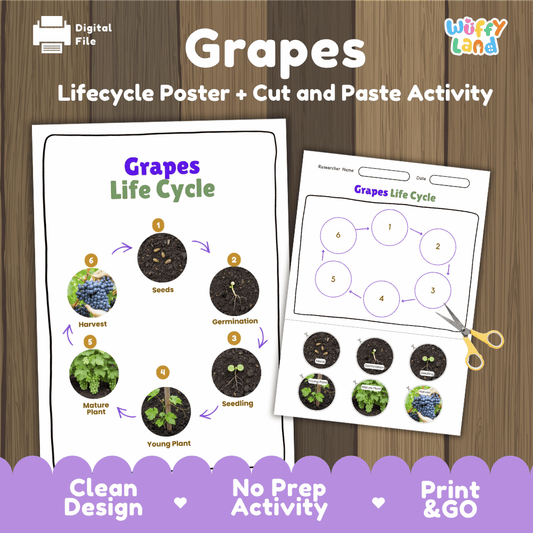 Grapes Lifecycle Poster and Cut and Paste Activity Worksheets | Plant Science Printables