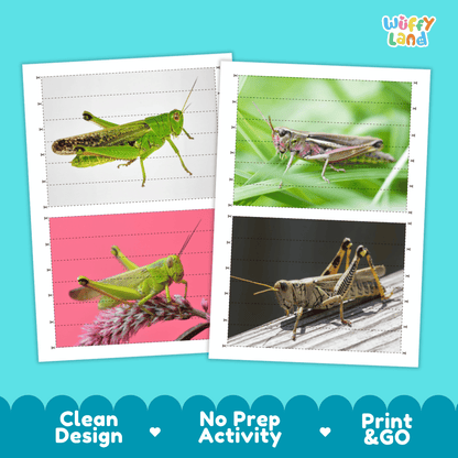 Grasshopper Cut and Match Activity Printables Worksheets