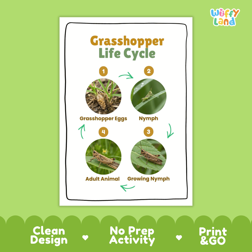 Grasshopper Life Cycle Poster and Cut and Paste Activity Worksheets