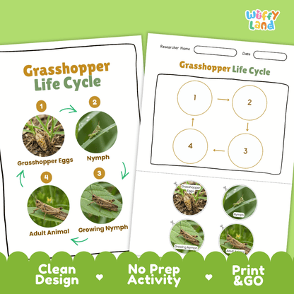 Grasshopper Life Cycle Poster and Cut and Paste Activity Worksheets