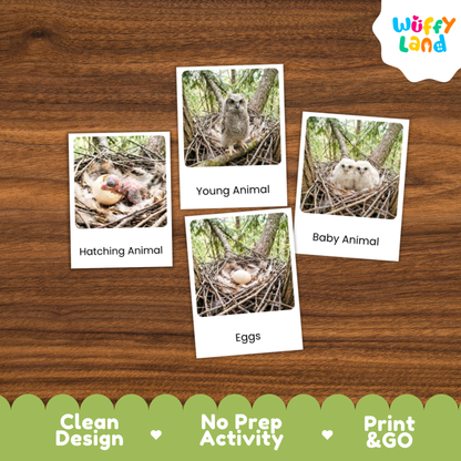 Great Horned Owl Life Cycle Flashcards | Montessori 3 Part Cards Science Activity