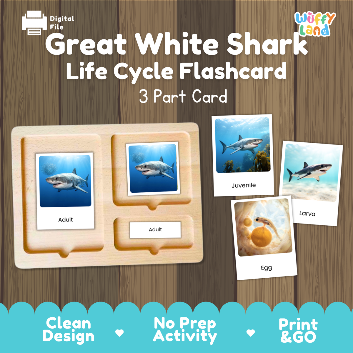 Great White Shark Life Cycle Flashcards | 3 Part Cards Montessori Science Activity