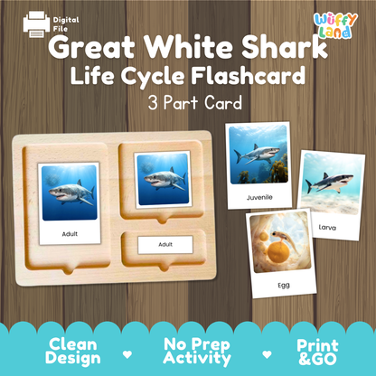 Great White Shark Life Cycle Flashcards | 3 Part Cards Montessori Science Activity