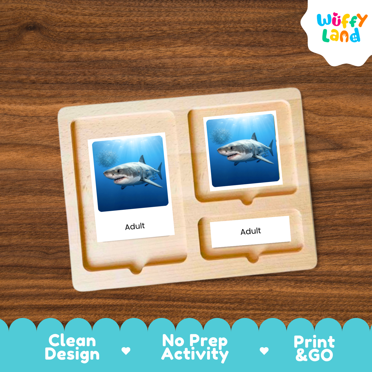 Great White Shark Life Cycle Flashcards | 3 Part Cards Montessori Science Activity