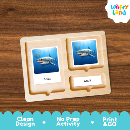 Great White Shark Life Cycle Flashcards | 3 Part Cards Montessori Science Activity