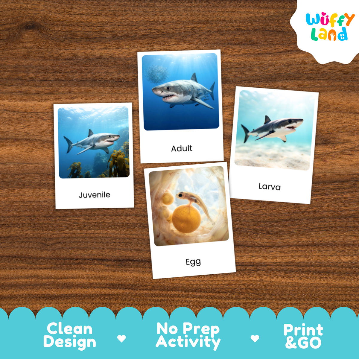 Great White Shark Life Cycle Flashcards | 3 Part Cards Montessori Science Activity