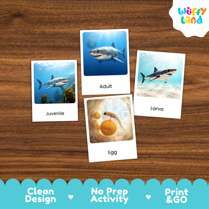 Great White Shark Life Cycle Flashcards | 3 Part Cards Montessori Science Activity