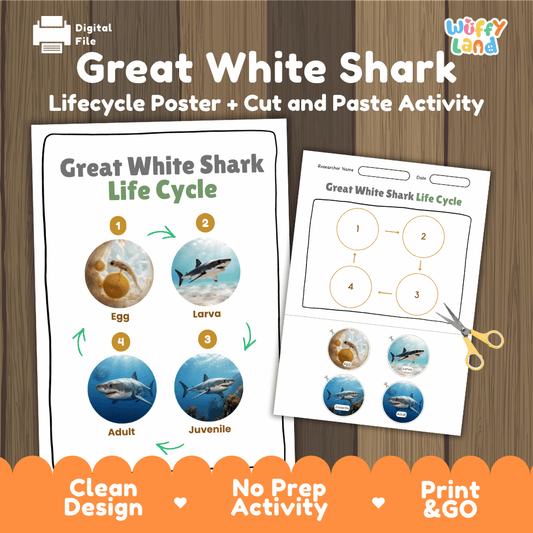 Great white shark life cycle sequencing reference chart and cut and paste student worksheet with 4 developmental stages