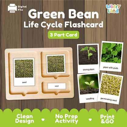 Green Bean Life Cycle Flashcard set by Wiffy Land, featuring a wooden 3-part card tray with labeled sections for seed, young plant, plant with pods, seeding, and germinating seed, shown on a wood-grain background with feature badges.