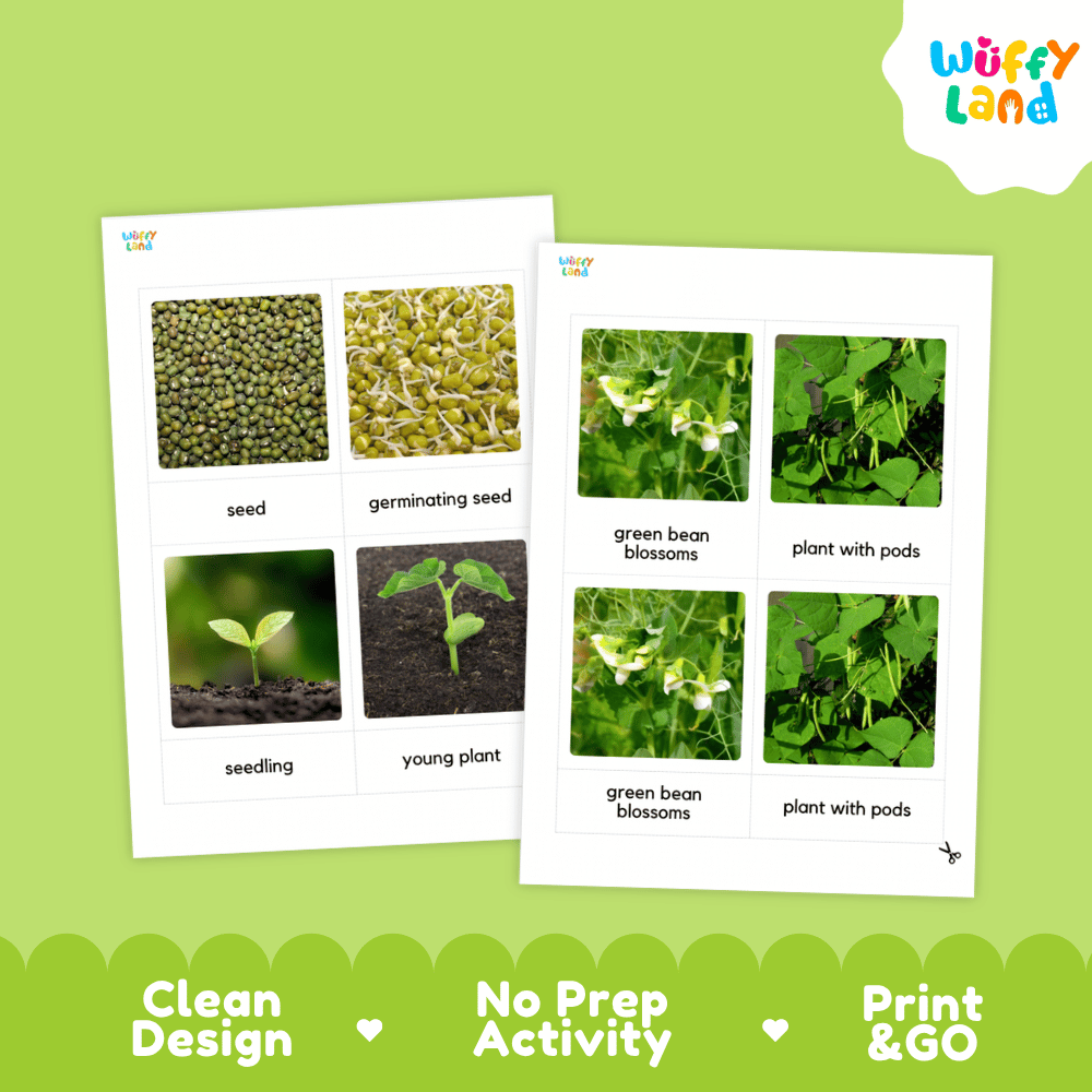 Two printed educational activity sheets about green beans shown on a light green background. The sheets contain labeled photos of beans, sprouts, and pods, with the brand name Wuffi Land visible in the top right corner and along the top left of the sheets.