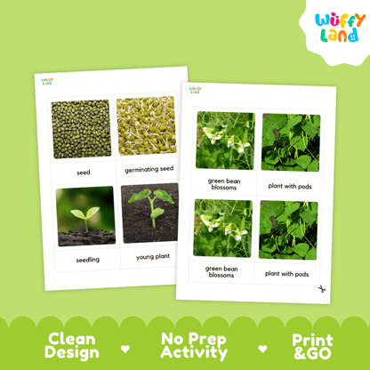 Two printed educational activity sheets about green beans shown on a light green background. The sheets contain labeled photos of beans, sprouts, and pods, with the brand name Wuffi Land visible in the top right corner and along the top left of the sheets.