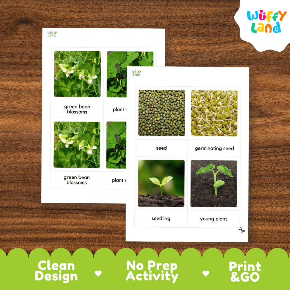 Two educational printables from Wuffy Land about green bean plants, displayed on a wooden background. The front sheet shows labeled photos of green bean blossoms, plant parts, seeds, germination, seedling, and young plant.