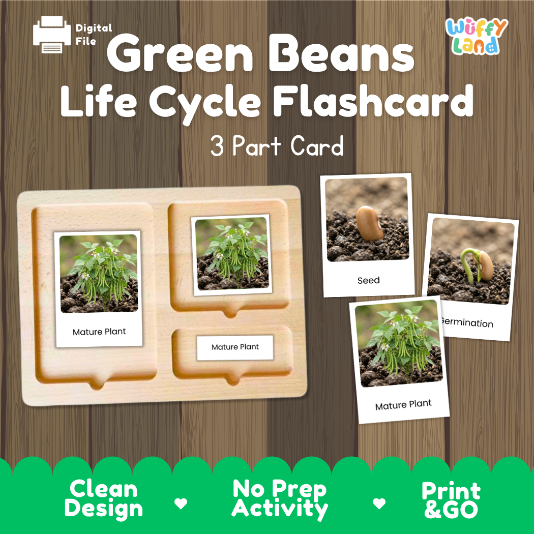 Green Beans Life Cycle Flashcard set by Wiffy Land, featuring a 3-part wooden card tray and individual photo cards showing seed, germination, and mature plant stages on a wood-grain background.