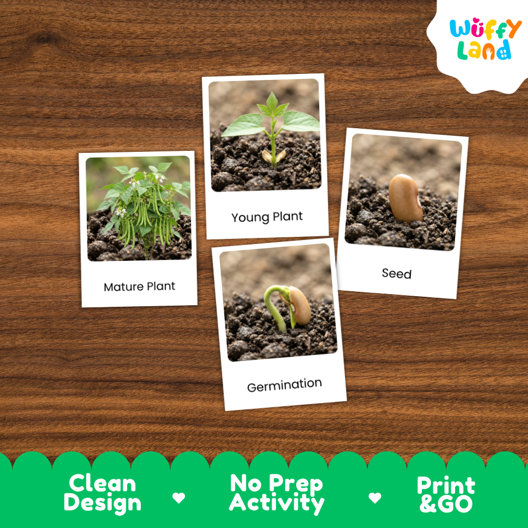 A set of four educational plant germination cards displayed on a brown wood-grain background. The cards show labeled images of a mature plant, a young plant, a seed, and germination.