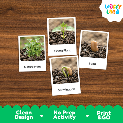 A set of four educational plant germination cards displayed on a brown wood-grain background. The cards show labeled images of a mature plant, a young plant, a seed, and germination.