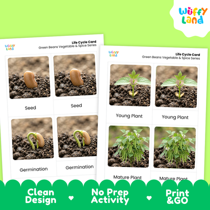 Two printed life cycle cards for green beans and spices shown on a bright green background. The cards show labeled photos of a seed, germination, young plant, and mature plant.