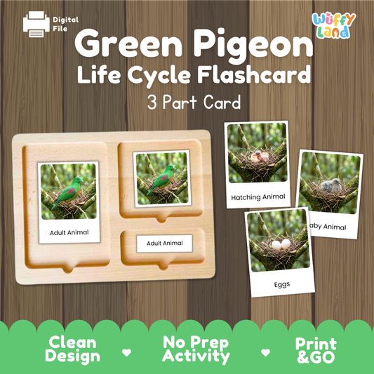 Green Pigeon Life Cycle Flashcard set by Wiffy Land, featuring a 3-part wooden card tray with labeled sections for Adult Animal and Eggs, shown alongside sample animal and egg cards on a wood-textured background.