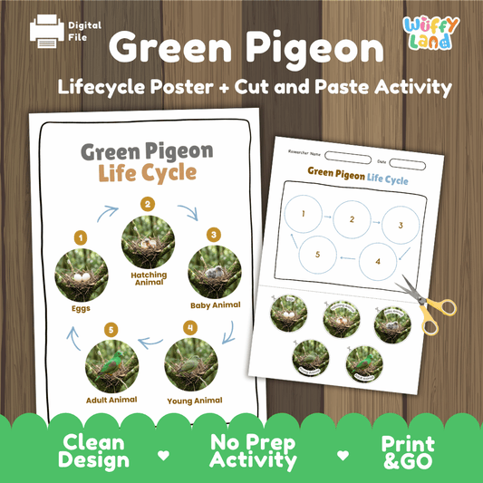 Green pigeon life cycle sequencing reference chart and cut and paste student worksheet with 5 developmental stages