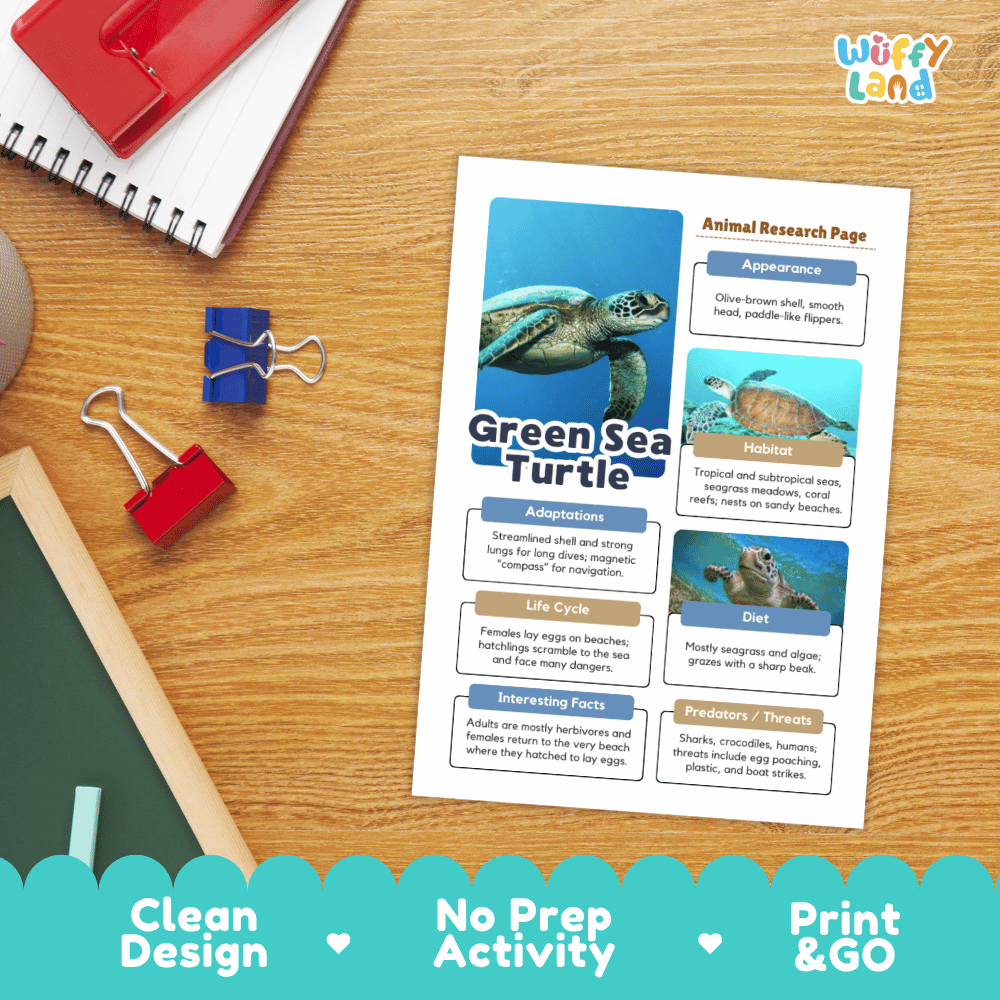 A printed educational poster titled 'Green Sea Turtle' laid on a wooden desk, surrounded by school supplies like a spiral notebook, binder clips, and a red folder. The poster includes a large turtle photo, text boxes, and sections labeled appearance, habitat, diet, and predators.