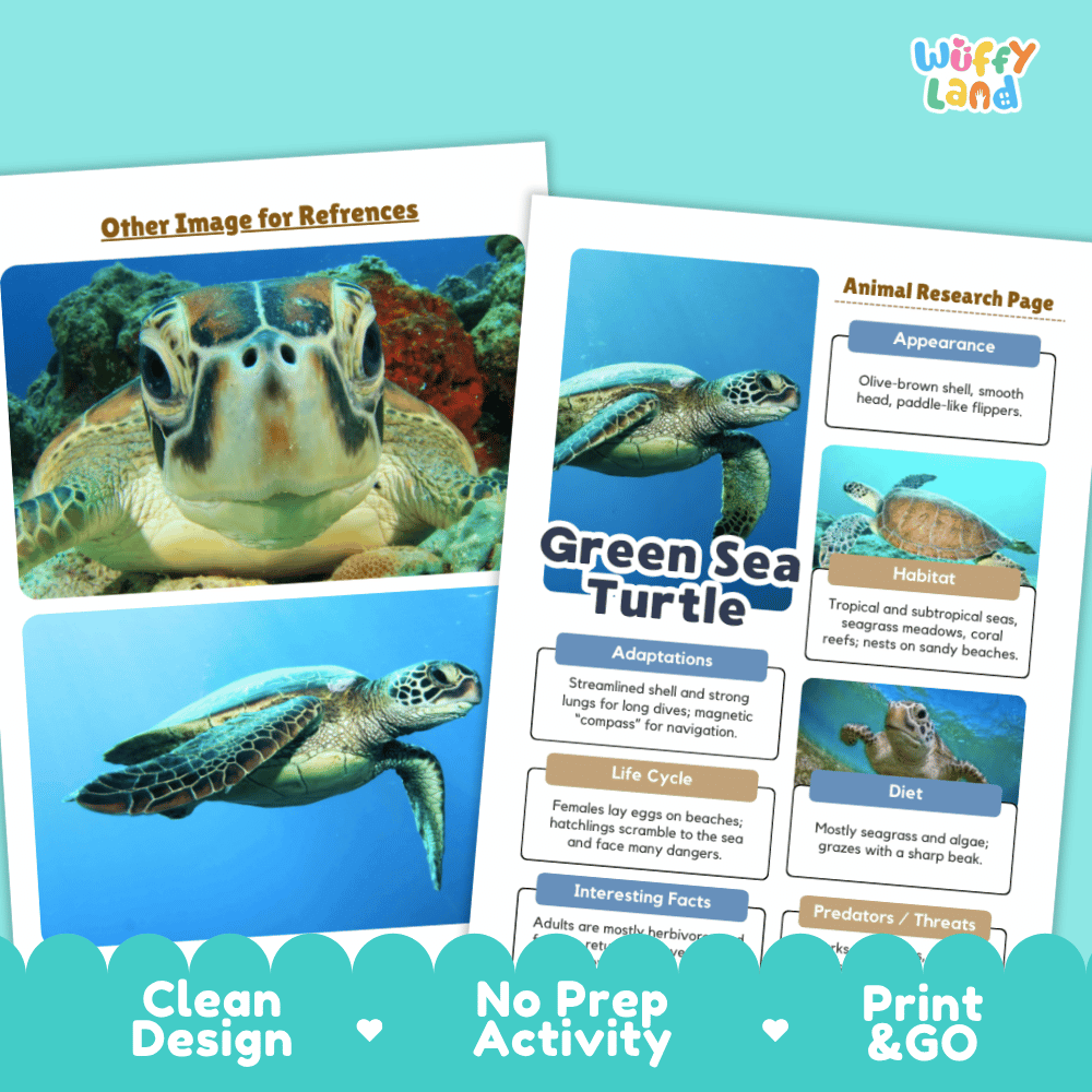 Two printed educational activity sheets for a green sea turtle displayed on a light blue background. The left sheet has a large turtle photo labeled 'Other Image for References,' and the right sheet is an 'Animal Research Page' with text boxes about appearance, habitat, adaptations, life cycle, diet, and predators.
