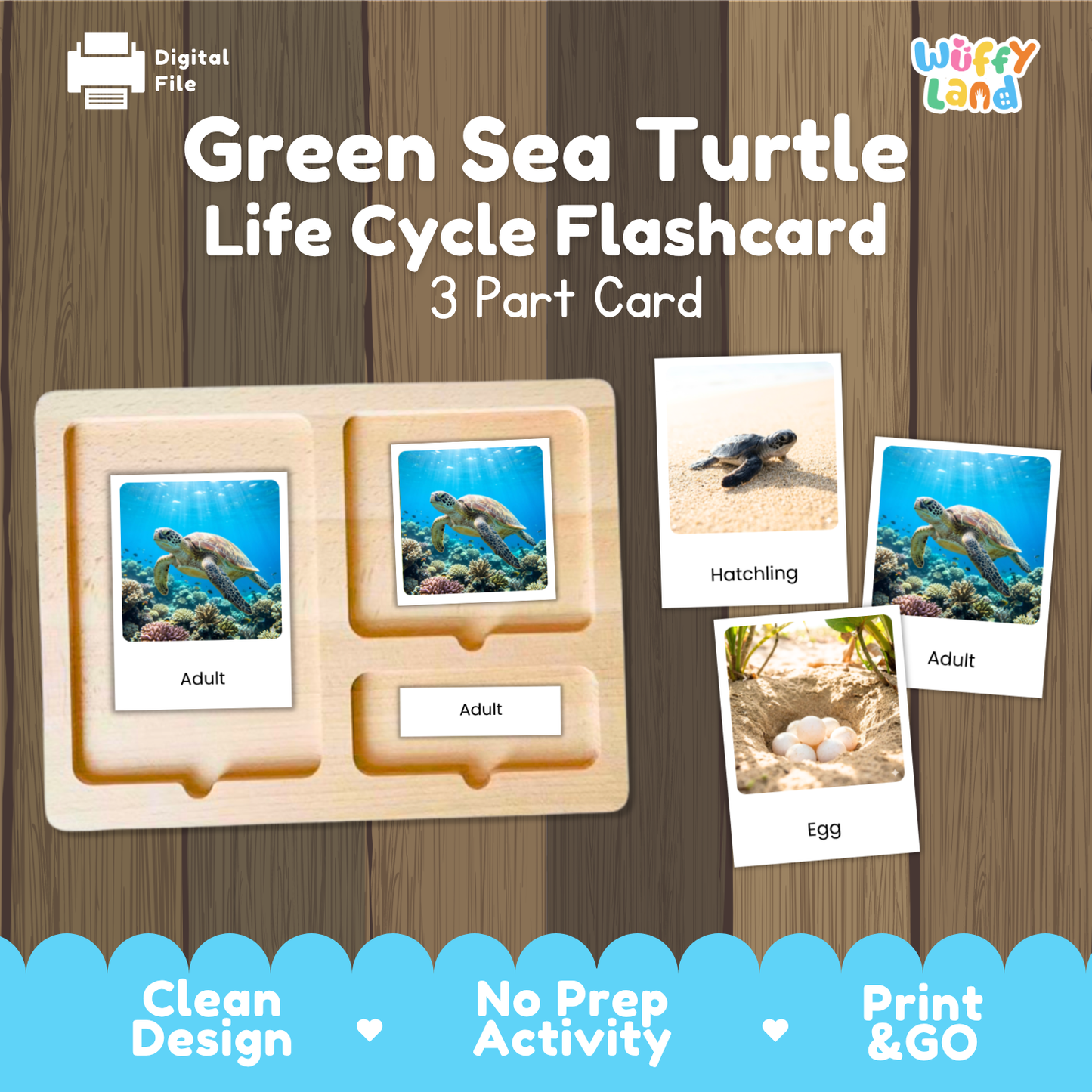 Green Sea Turtle Life Cycle Flashcards 3 Part Cards Montessori Science Activity
