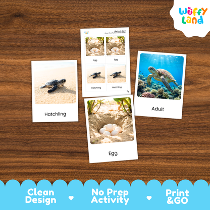 Green Sea Turtle Life Cycle Flashcards 3 Part Cards Montessori Science Activity