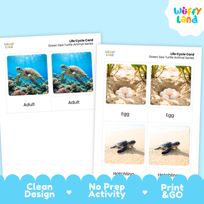 Green Sea Turtle Life Cycle Flashcards 3 Part Cards Montessori Science Activity