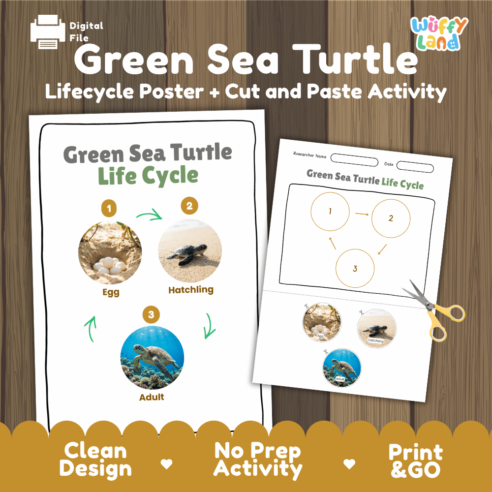 Green Sea Turtle Life Cycle Poster and Cut and Paste Worksheet Activity