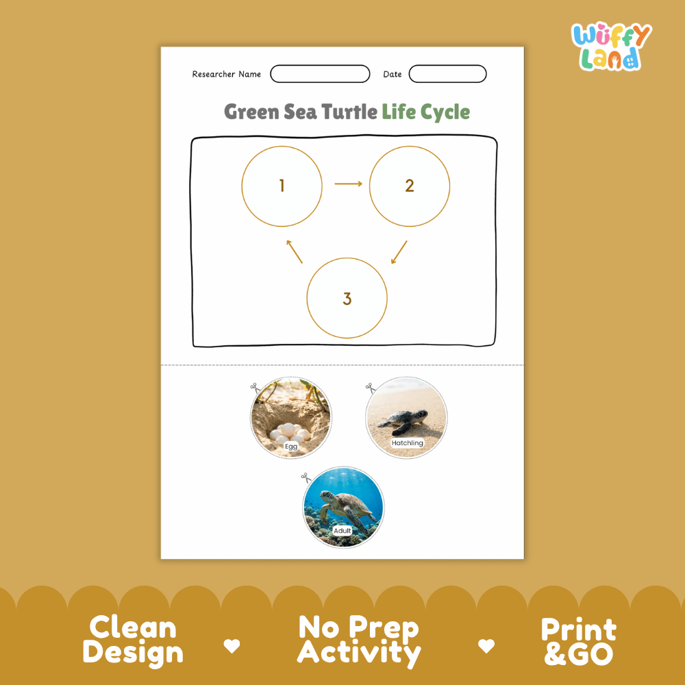 Green Sea Turtle Life Cycle Poster and Cut and Paste Worksheet Activity