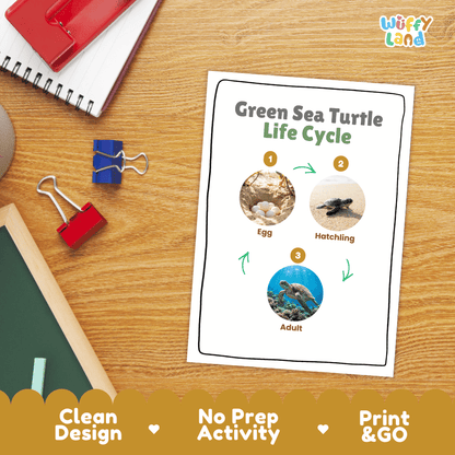 Green Sea Turtle Life Cycle Poster and Cut and Paste Worksheet Activity