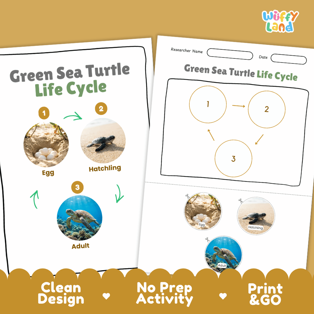 Green Sea Turtle Life Cycle Poster and Cut and Paste Worksheet Activity
