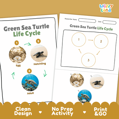 Green Sea Turtle Life Cycle Poster and Cut and Paste Worksheet Activity