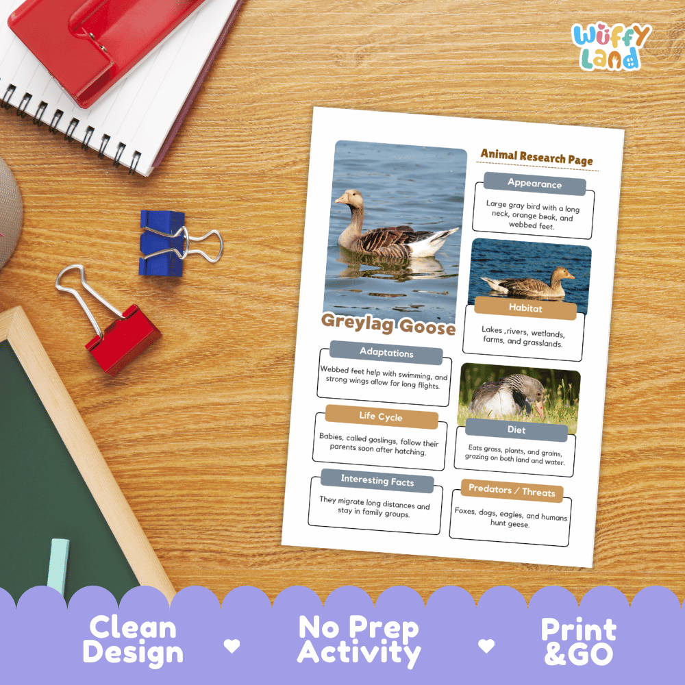 Greylag Goose Animal Research Page Worksheets and Fact Sheet Activity