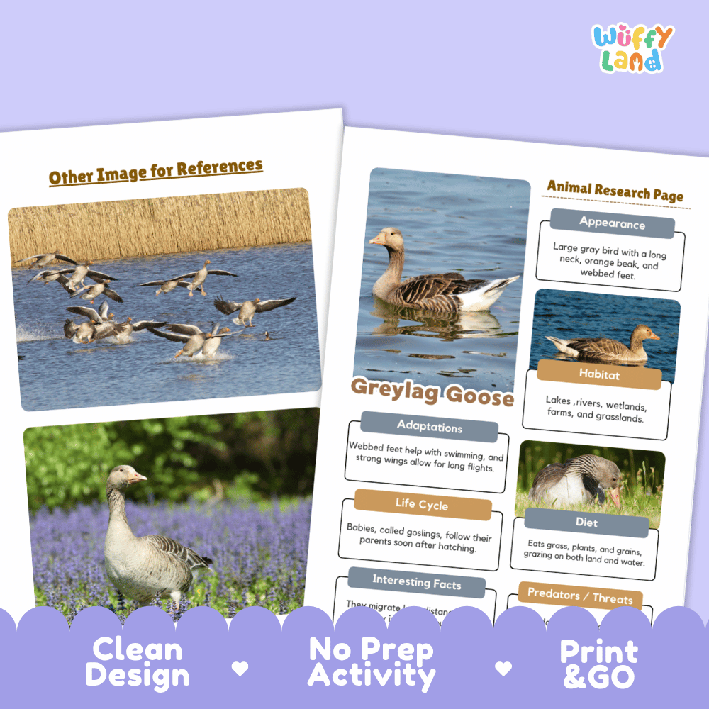 Greylag Goose Animal Research Page Worksheets and Fact Sheet Activity