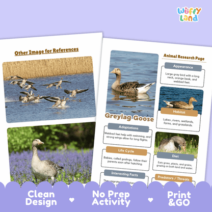 Greylag Goose Animal Research Page Worksheets and Fact Sheet Activity