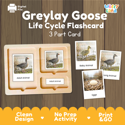 Digital preview of the 'Greylay Goose Life Cycle Flashcard' by Wiffy Land, showing a wooden 3-part card tray with sample animal photos and labels for Adult Animal, Baby Animal, Hung Animal, and Eggs, set against a wood-grain background with promotional text.