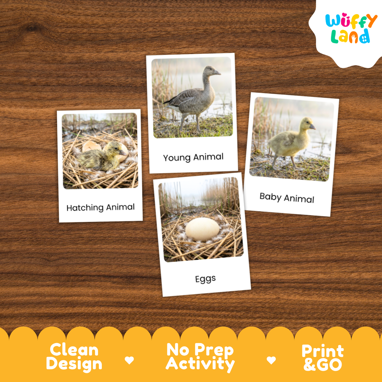 Greylag Goose Life Cycle Flashcard 3 Part Card