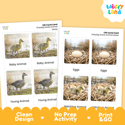 Two printable life cycle cards for greylag goose animals shown on a warm yellow background. The left card shows baby, young, and hatching stages with photos of a goose chick, eggs, and the goose, plus labels.