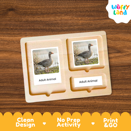 Greylag Goose Life Cycle Flashcard 3 Part Card